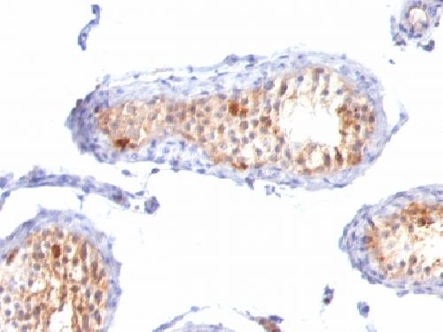 MLANA Antibody