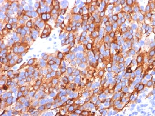 MLANA Antibody