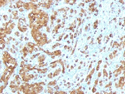 MLANA Antibody