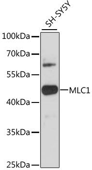 MLC1 antibody