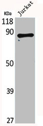 MLH1 Antibody