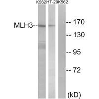MLH3 antibody