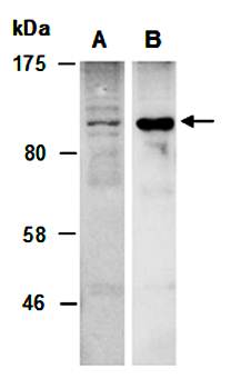 MLK1 (M) Antibody, Rabbit Polyclonal