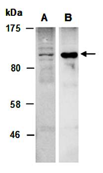 MLK1 antibody