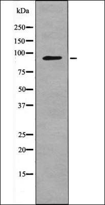 MLK3 (Phospho-Ser674) antibody