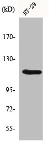 MLK4 antibody