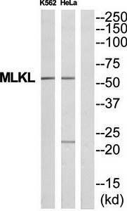 MLKL antibody