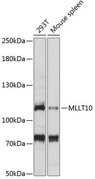 MLLT10 antibody