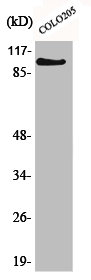 MLLT10 Antibody
