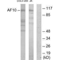 MLLT10 antibody