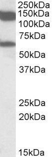 Goat anti-MLLT10 / AF10 Antibody