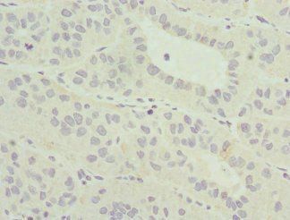 MLLT3 Antibody
