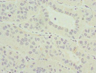 MLLT3 antibody