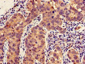 MLLT4 Antibody