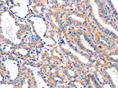 MLLT4 Antibody