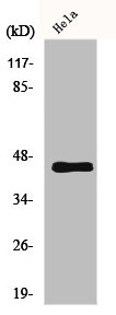 MLNR antibody