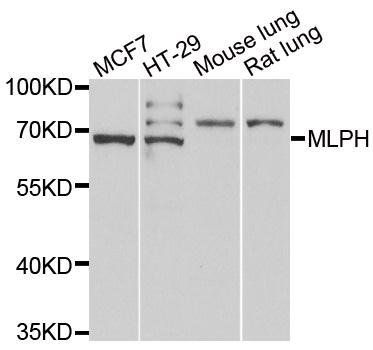 MLPH antibody