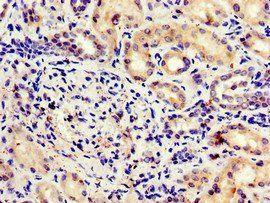 MLST8 Antibody