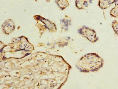 MLX Antibody