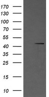 MMACHC Antibody