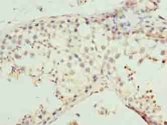 MMD2 Antibody