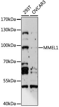 MMEL1 antibody