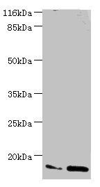 MMGT1 antibody