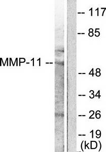 MMP-11 antibody