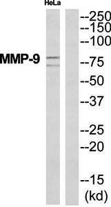 MMP-9 antibody