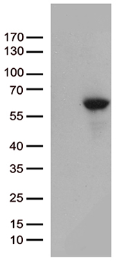 MMP11 antibody