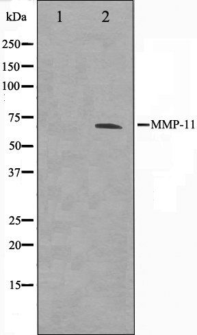 MMP11 antibody