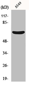 MMP11 antibody