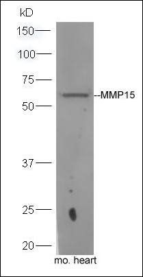 MMP15 antibody