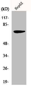 MMP16 Antibody