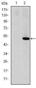 MMP1 Antibody