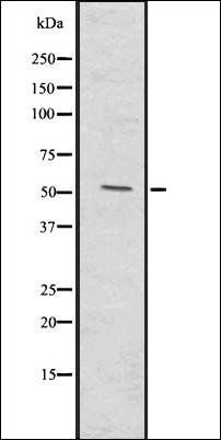 MMP20 antibody