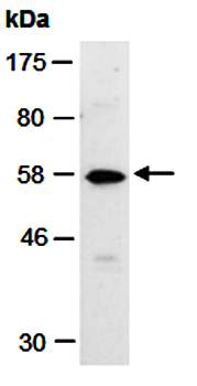 MMP20 antibody