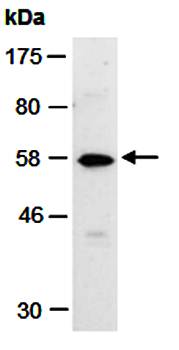 MMP20 (C) Antibody, Rabbit Polyclonal