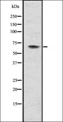 MMP21 antibody