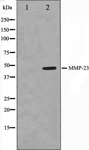 MMP23 antibody