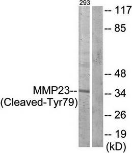 MMP23 (Cleaved-Tyr79) antibody
