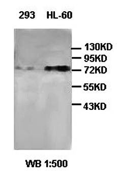 MMP24 antibody