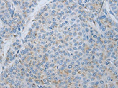 MMP25 Antibody