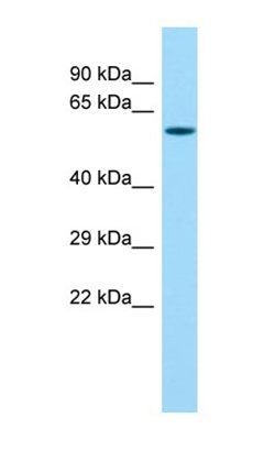 MMP27 antibody
