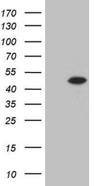 MMP3 antibody