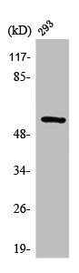 MMP3 Antibody