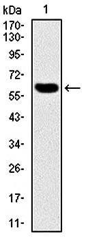 MMP3 Antibody