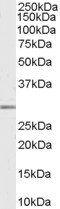 Goat anti-MMP7 Antibody