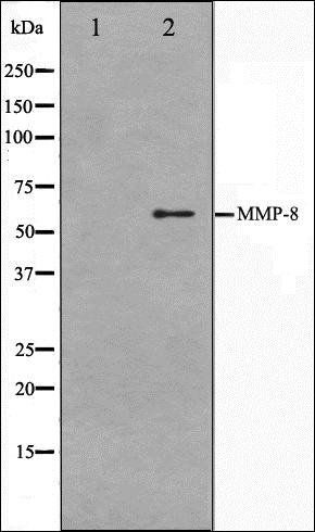 MMP8 antibody