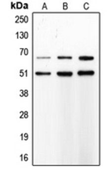 MMP8 antibody